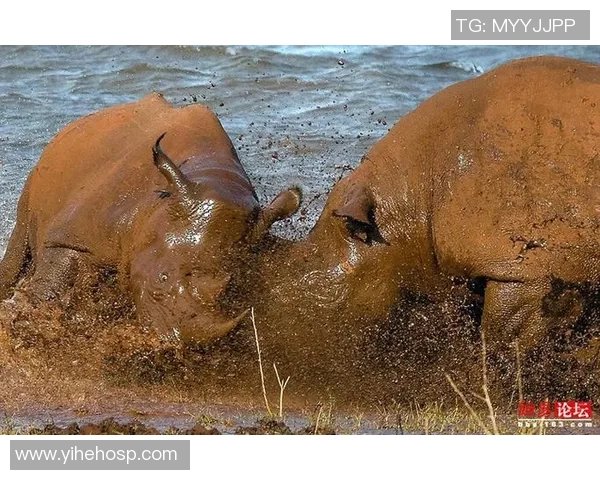 2019年7月7日埃及与南非激战回顾精彩瞬间与赛后分析
