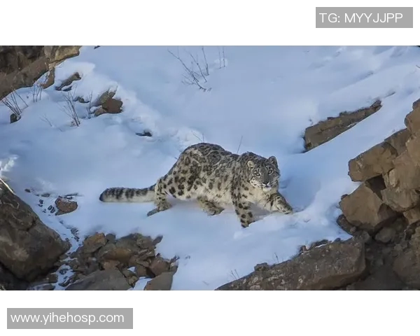 新疆雪豹迎战武汉卓尔力争在主场展现强劲实力与团队默契